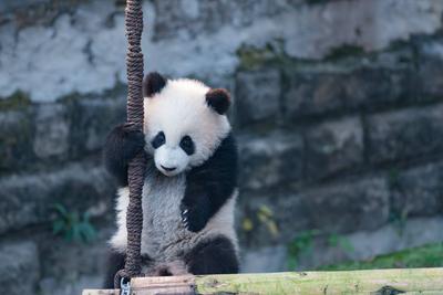 Giant Panda Celebrate New Year in Chongqing Zoo-stock-foto