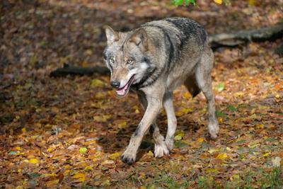 Wolf-Europaeischer Grauwolf in Deutschland in Aktion. Wolf-Grauwolf *** Wolf European gray wolf in action in Germany Wol-stock-photo