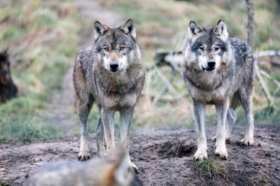 Entertainment Bilder des Tages Tierpark Gotha 26.01.2022, Gotha, Tierpark, Eurasischer Wolf (Canis lupus lupus) *** Goth-stock-photo