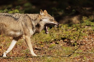 Creative Highlights World Tierwelt, Wolf 2024-09-29, GER, Bayern: Wolf im Nationalpark bayerischer Wald. Der Wolf ist in-stock-photo