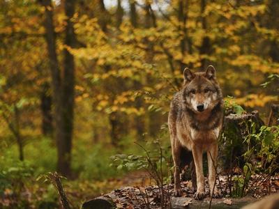 Europaeischer Wolf, Europaeischer Grauwolf, Gewoehnlicher Wolf, Gemeiner Wolf (Canis lupus lupus), steht im Herbstwald,-stock-photo