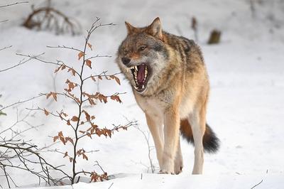12.02.2022, Tierfreigehege Falkenstein, GER, Tier Wolf (Wölfe), Bayerischer Wald, Canis lupus *** 12 02 2022, Animal enc-stock-foto