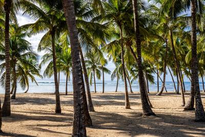 Romantischer karibischer Sandstrand mit Palmen, Sonnenaufgang am Plage de Bois Jolan, Guadeloupe, Romantischer karibisch-stock-photo