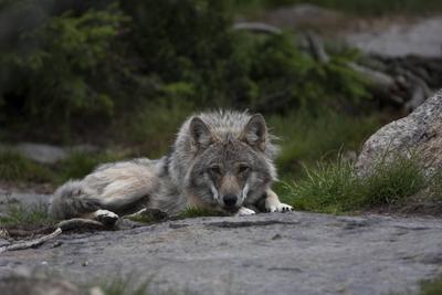 Wolf Canis lupus R?de ruhend Schweden - McPPUM-stock-photo