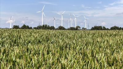 Windpark Nauen, 15.08.2023 - Windmuehlen in einem Windpark an einem Maisfeld. Nauen Brandenburg Deutschland *** Wind far-stock-foto