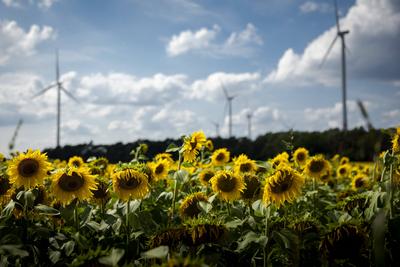 Ein Windpark zeichnet sich hinter einem Sonnenblumenfeld ab in Brandenburg bei Luckau, 27.07.2021. Luckau Deutschland **-stock-photo