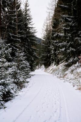 Winter im Th?ringer Wald an der Ohratalsperre, 04.01.2025 Luisenthal Th?ringen Deutschland *** Winter in the Thuringian-stock-foto