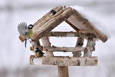 Vogelf?tterung im Winter. Ob Vogelhaus oder Meisenkn?del, die F?tterung von V?geln wird im Winter und auch im Sommer em-stock-foto