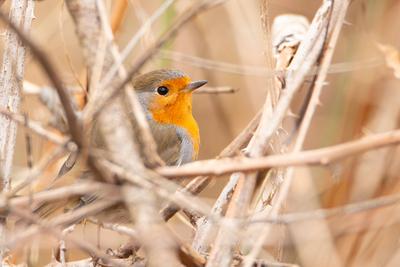 Robin bird sitting in the reed, wildlife animal and nature, spring season Robin bird sitting in the reed, wildlife anima-stock-photo