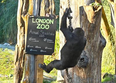 Annual Stocktake 2025 at ZSL London Zoo-stock-photo
