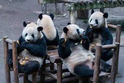 Giant Panda-stock-foto