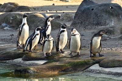 Annual Stocktake 2025 at ZSL London Zoo-stock-photo