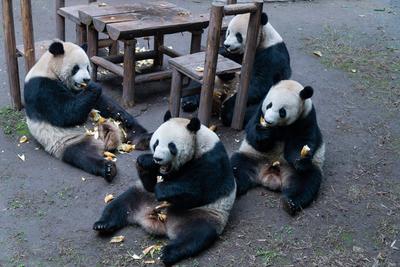 Giant Panda-stock-foto