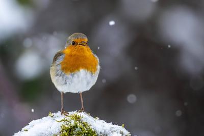 Rotkehlchen (Erithacus rubecula) McPRMU *** Robin Erithacus rubecula McPRMU McPRMU-stock-foto