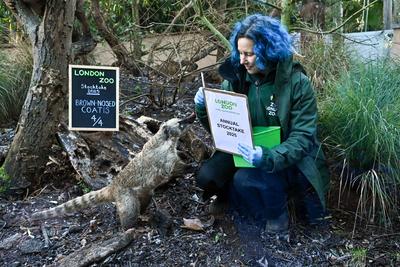 Annual Stocktake 2025 at ZSL London Zoo-stock-photo