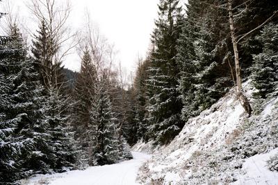 Winter im Th?ringer Wald an der Ohratalsperre, 04.01.2025 Luisenthal Th?ringen Deutschland *** Winter in the Thuringian-stock-foto