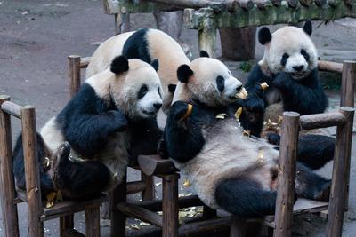 Giant Panda-stock-foto
