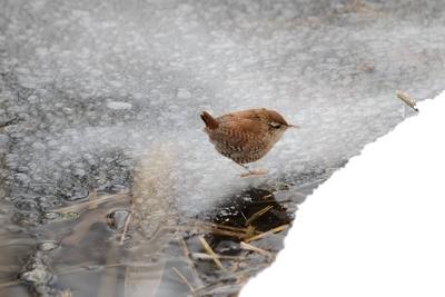 Eurasian wren on frozen water in winter. In the winter, a charming Eurasian wren gracefully stands on frozen water, its-stock-photo