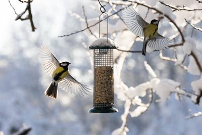 birds (Great tit) on feeding place two birds flying on feeding place, wings wide open, (great tit, Kohlmeise, Parus majo-stock-photo