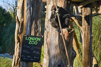 Annual Stocktake 2025 at ZSL London Zoo-stock-photo