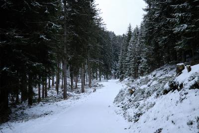 Winter im Th?ringer Wald an der Ohratalsperre, 04.01.2025 Luisenthal Th?ringen Deutschland *** Winter in the Thuringian-stock-foto