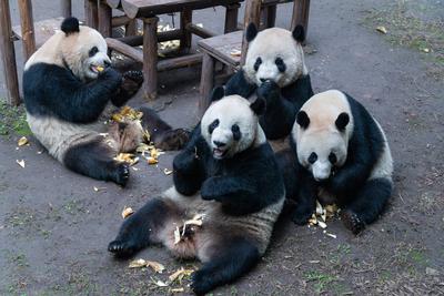 Giant Panda-stock-foto
