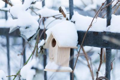 Tief Gertrude bringt Schnee nach D?sseldorf Vogelhaus. Tief Gertrude bringt Schnee nach D?sseldorf am 18.01.2024. Die wi-stock-foto
