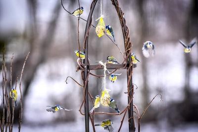 Vogelf?tterung im Winter. Ob Vogelhaus oder Meisenkn?del, die F?tterung von V?geln wird im Winter und auch im Sommer em-stock-foto