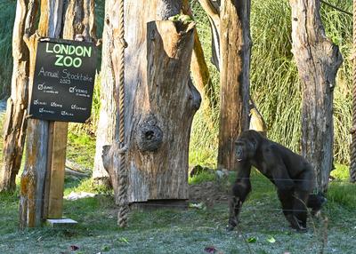 Annual Stocktake 2025 at ZSL London Zoo-stock-photo
