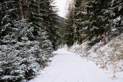 Winter im Th?ringer Wald an der Ohratalsperre, 04.01.2025 Luisenthal Th?ringen Deutschland *** Winter in the Thuringian-stock-foto