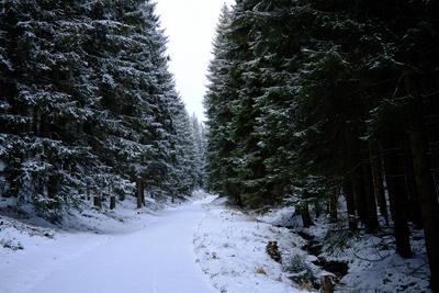 Winter im Th?ringer Wald an der Ohratalsperre, 04.01.2025 Luisenthal Th?ringen Deutschland *** Winter in the Thuringian-stock-foto