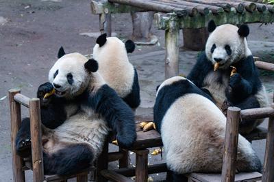 Giant Panda-stock-foto
