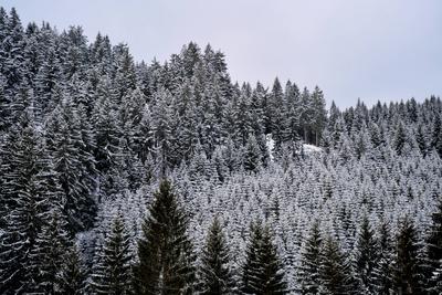 Winter im Th?ringer Wald an der Ohratalsperre, 04.01.2025 Luisenthal Th?ringen Deutschland *** Winter in the Thuringian-stock-foto