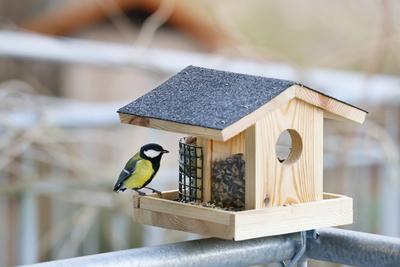 Kohlmeise, Kohl-Meise (Parus major), am Vogelfutterhaeuschen auf einem Balkon, Deutschland great tit (Parus major), at B-stock-photo