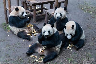 Giant Panda-stock-foto