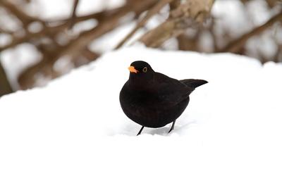 Young Common blackbird in winter scenery in the snow. Amidst the winter snow, a young Common blackbird stands gracefully-stock-photo