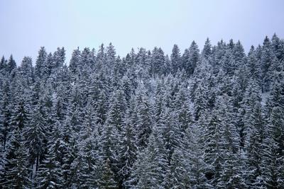 Winter im Th?ringer Wald an der Ohratalsperre, 04.01.2025 Luisenthal Th?ringen Deutschland *** Winter in the Thuringian-stock-foto