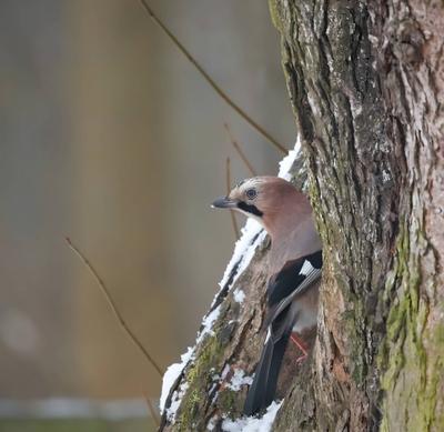 Eurasian jay on tree trunk, winter snowy scenery. Eurasian jay perched on a tree trunk in a winter snowy scenery. Copyri-stock-photo