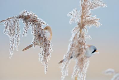Bartmeisen ( Panurus biarmicus ), Paar, P?rchen, M?nnchen und Weibchen, an Schilfrispen sitzend, im Schilfgras, Samen pf-stock-photo