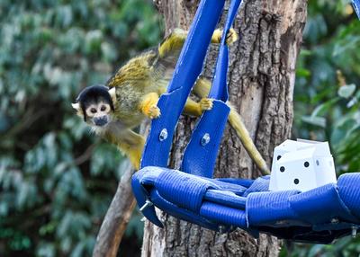 Annual Stocktake 2025 at ZSL London Zoo-stock-photo