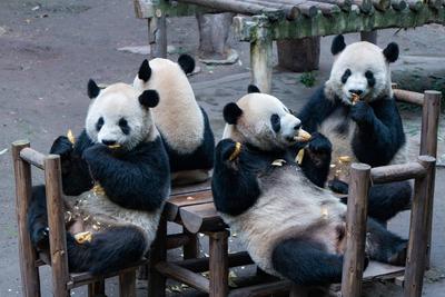 Giant Panda-stock-foto