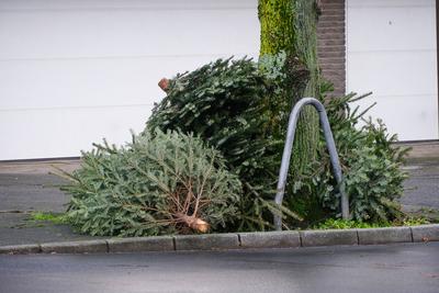 D?sseldorf 06.01.2025 Weihnachtsbaum Abholung Abholtermine Tannenbaum Entsorgung M?llabfuhr Awista Gr?nzeug Gr?nabfall B-stock-foto