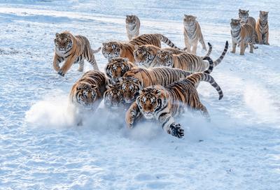 News Themen der Woche KW01  News Bilder des Tages MUDANJIANG, CHINA - JANUARY 05: Siberian tigers frolic in the snow at-stock-photo