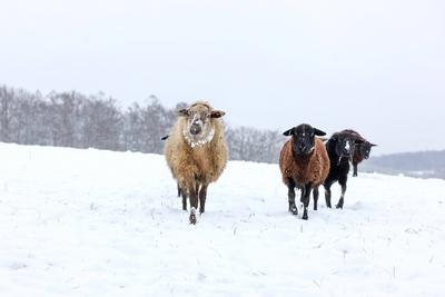 Winter im Siegerland-stock-foto