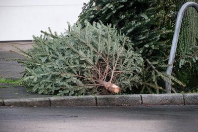 D?sseldorf 06.01.2025 Weihnachtsbaum Abholung Abholtermine Tannenbaum Entsorgung M?llabfuhr Awista Gr?nzeug Gr?nabfall B-stock-foto
