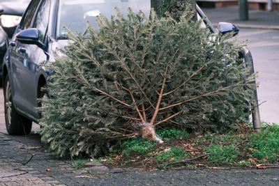 D?sseldorf 06.01.2025 Weihnachtsbaum Abholung Abholtermine Tannenbaum Entsorgung M?llabfuhr Awista Gr?nzeug Gr?nabfall B-stock-foto
