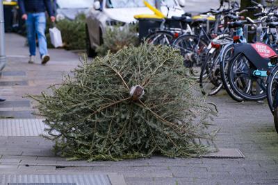 D?sseldorf 06.01.2025 Weihnachtsbaum Abholung Abholtermine Tannenbaum Entsorgung M?llabfuhr Awista Gr?nzeug Gr?nabfall B-stock-foto