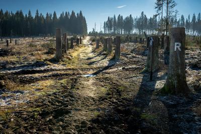 Reisen Kunst Architektur Geschichte Waldsterben-stock-foto