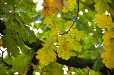 Kr?ftig gr?ne Eichenbl?tter im sonnenbeschienenen Bl?tterdach des Waldes-stock-photo