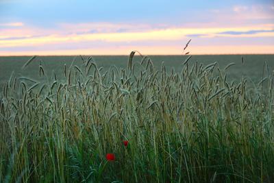 Blick am Montag (08.07.2024) unweit von Dargun (Landkreis Mecklenburgische Seenplatte) auf ein Weizenfeld im Morgenlicht-stock-foto